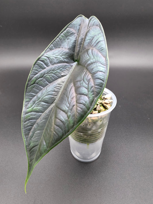 Alocasia Green Unicorn - Rare Tropical Elephant Ear Houseplant - Collectors Aroid with Glossy Green Leaves