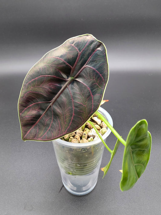 💎 Alocasia Azlianii – Rare Metallic Purple Jewel Alocasia