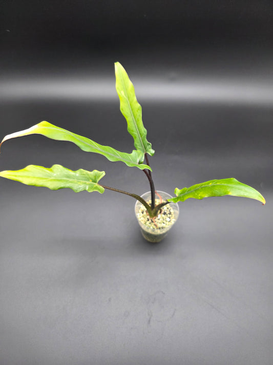 Alocasia Lauterbachiana – “Purple Sword” Alocasia with Long Sculpted Leaves