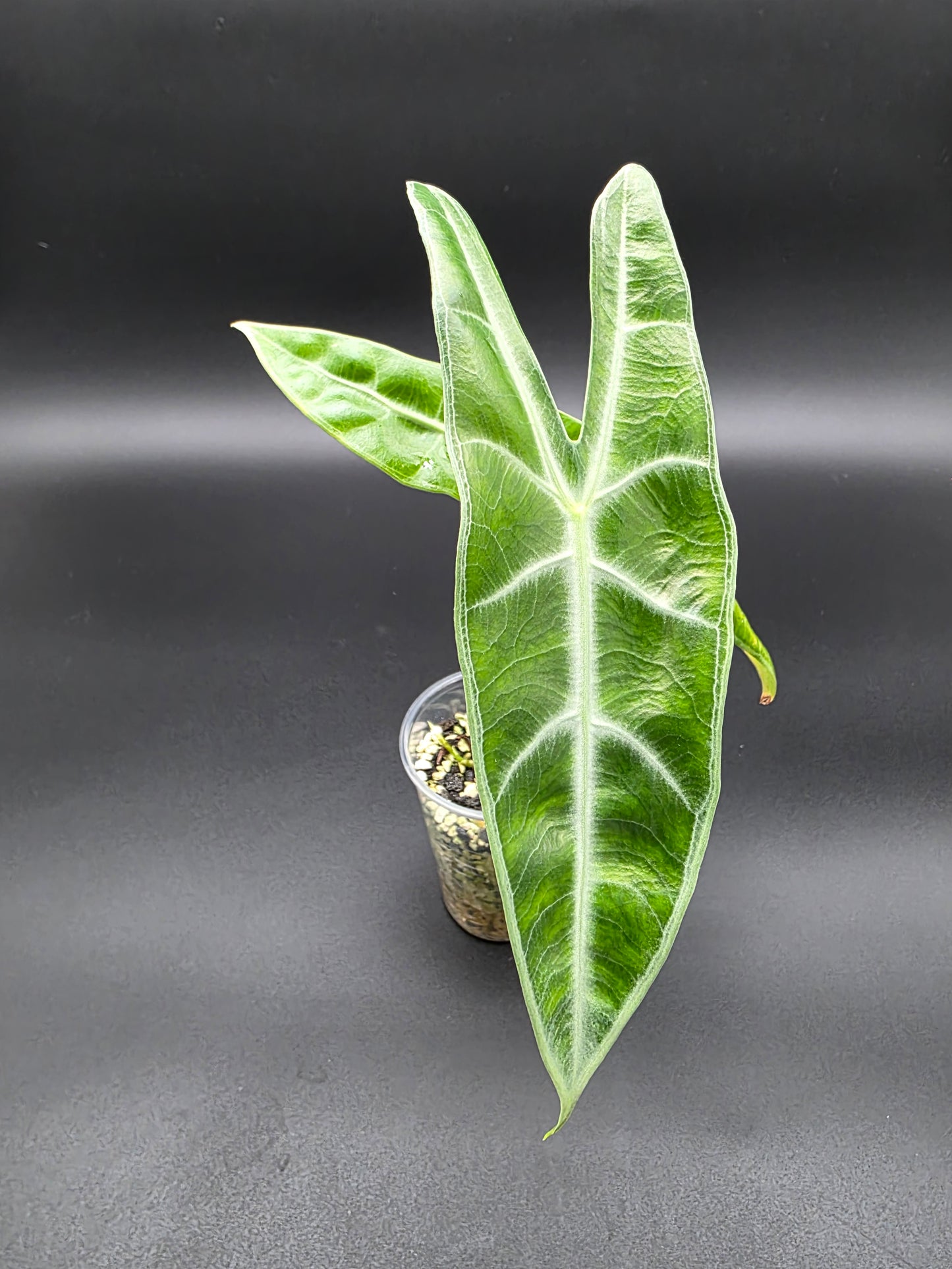 Alocasia Longiloba – Classic Arrowhead Alocasia with Silver Veining