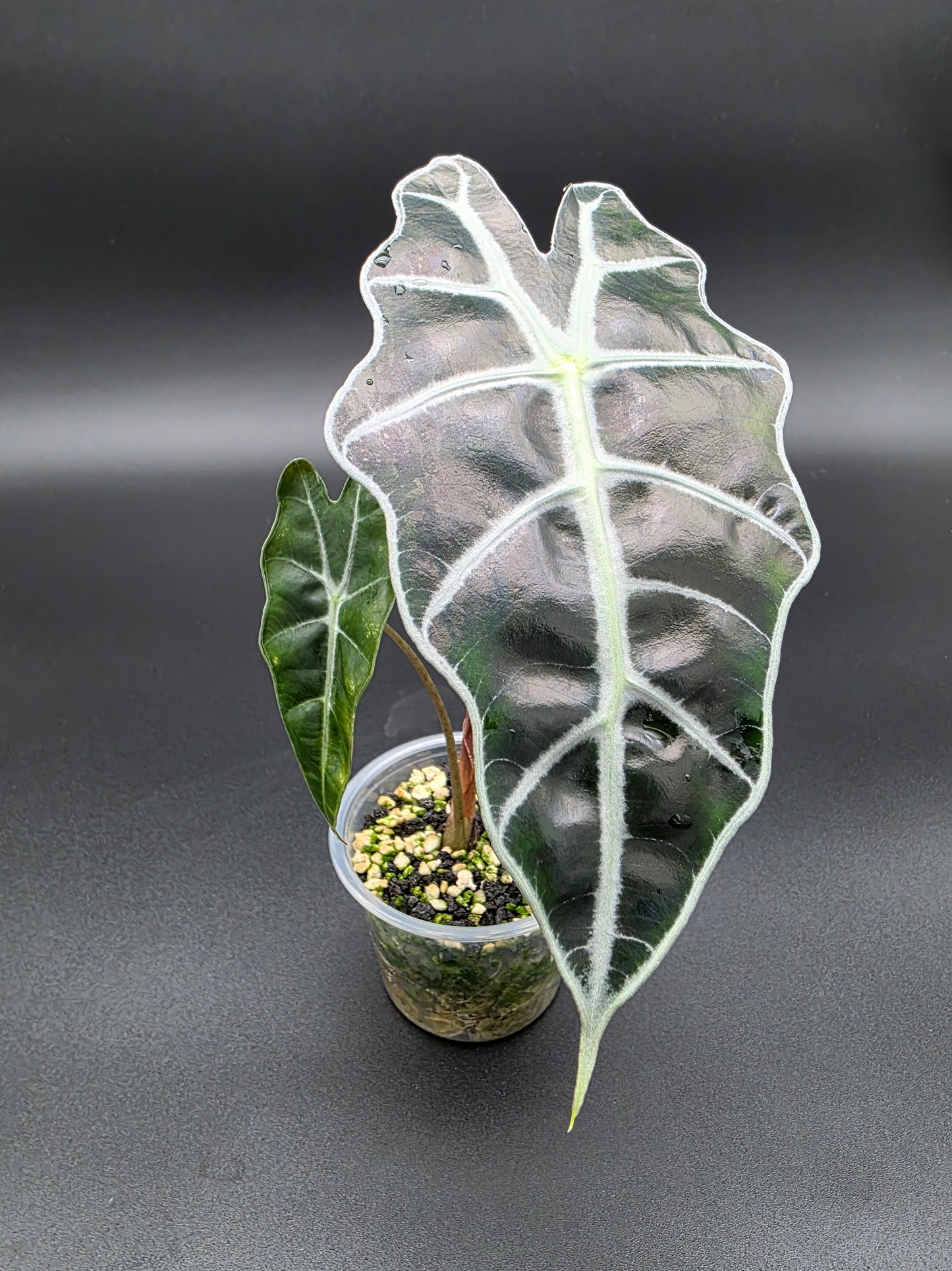 Alocasia Polly – Easy-Care Shield Alocasia with Bold Veining