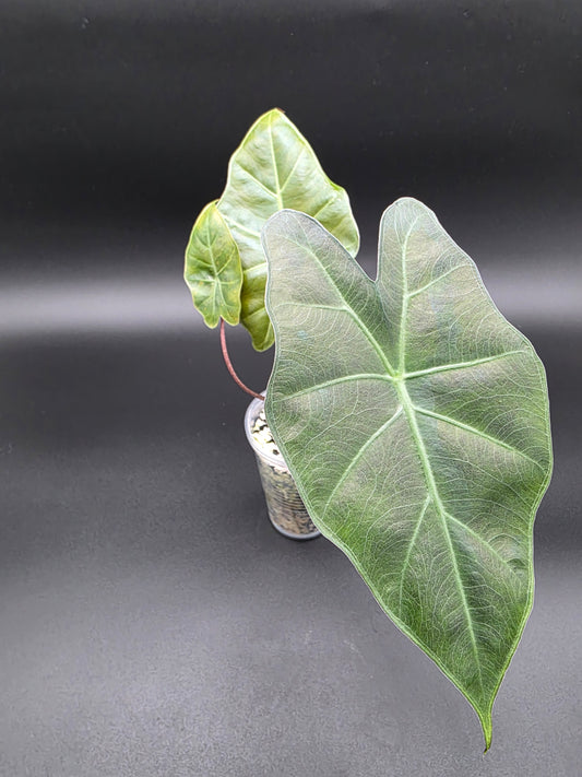 🌟 Alocasia Golden Bone – Rare Aurea Variegated Jewel Alocasia
