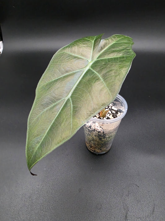 🌟 Alocasia Golden Bone – Rare Aurea Variegated Jewel Alocasia