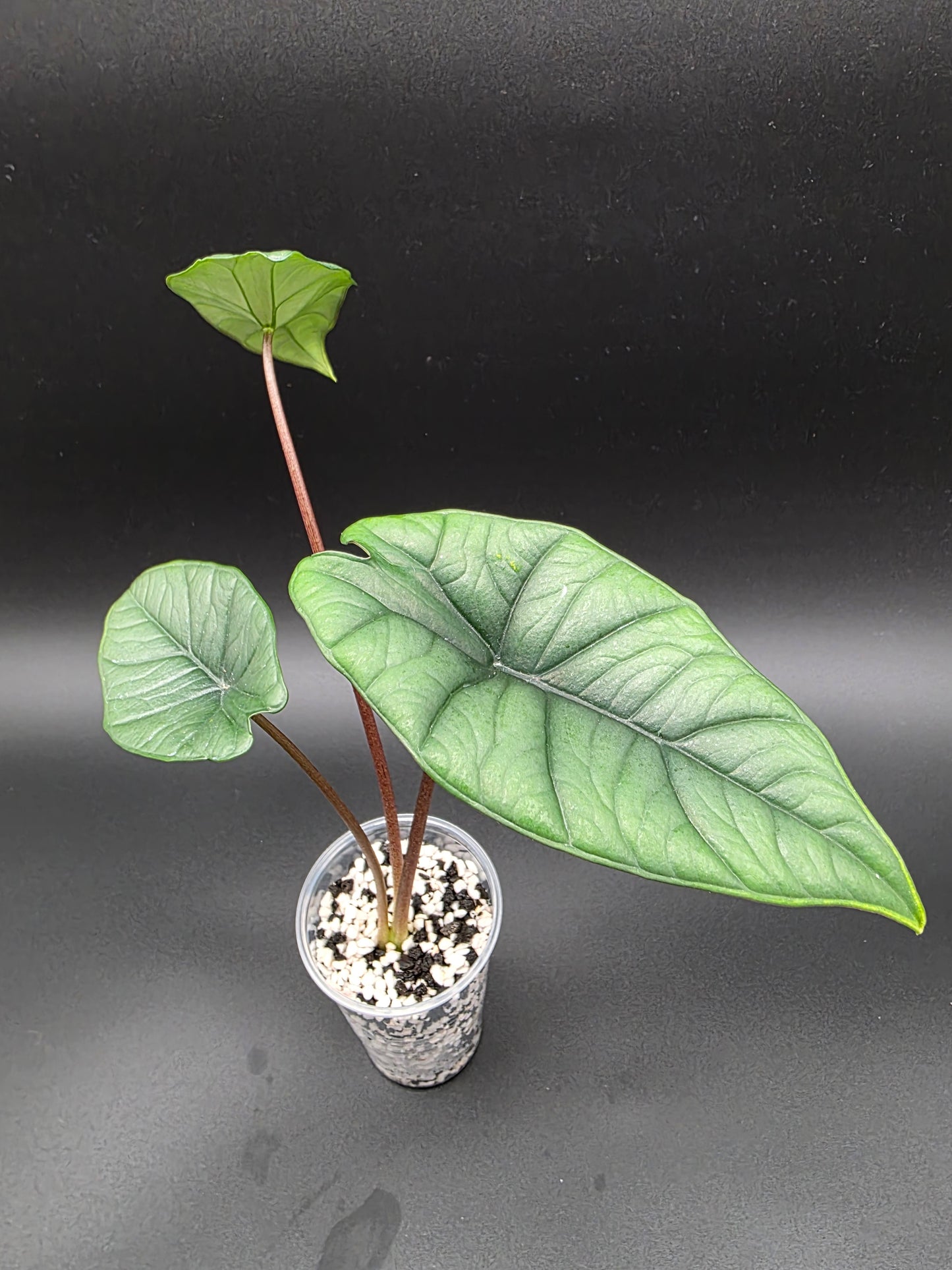 Alocasia Platinum – Rare Silver Alocasia with Metallic Foliage