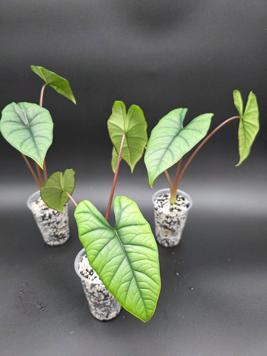 ✨ Alocasia Platinum – Rare Silver Jewel Alocasia with Metallic Foliage