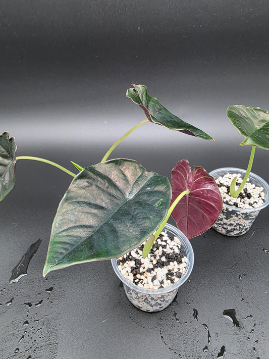 🔥 Alocasia Infernalis – Rare Black Metallic Jewel Alocasia