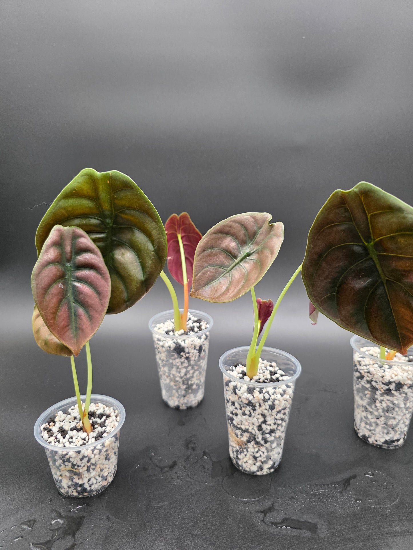 Alocasia Cuprea – “Red Secret” Metallic Alocasia