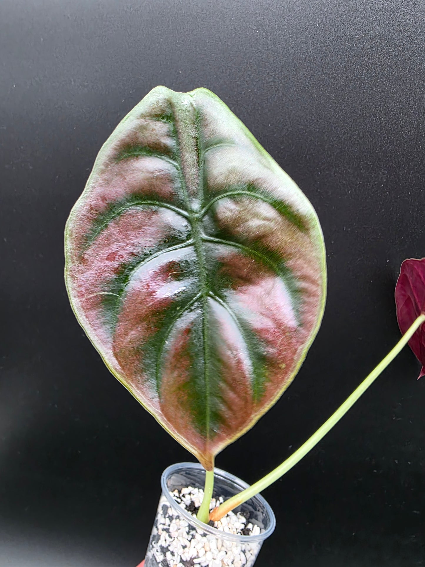 Alocasia Cuprea – “Red Secret” Metallic Alocasia