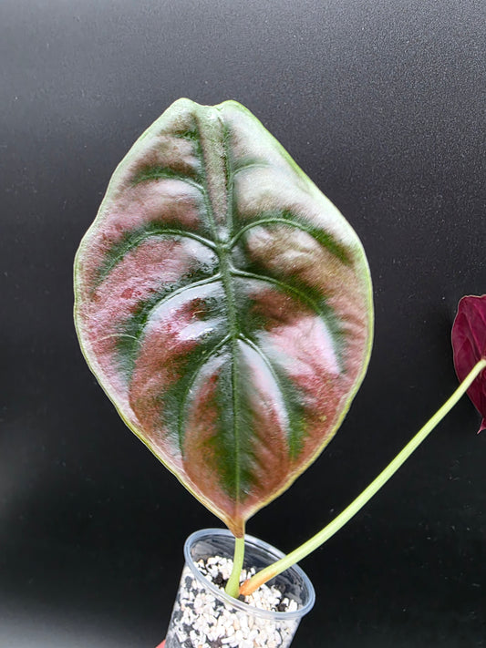 🔮 Alocasia Cuprea – “Red Secret” Metallic Jewel Alocasia