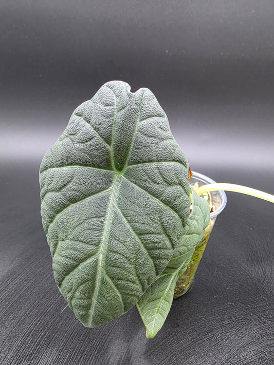 🩶 Alocasia Melo – Rare Thick-Textured Jewel Alocasia with Stone-Like Leaves