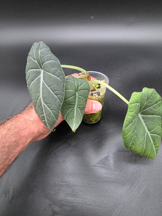 🩶 Alocasia Melo – Rare Thick-Textured Jewel Alocasia with Stone-Like Leaves
