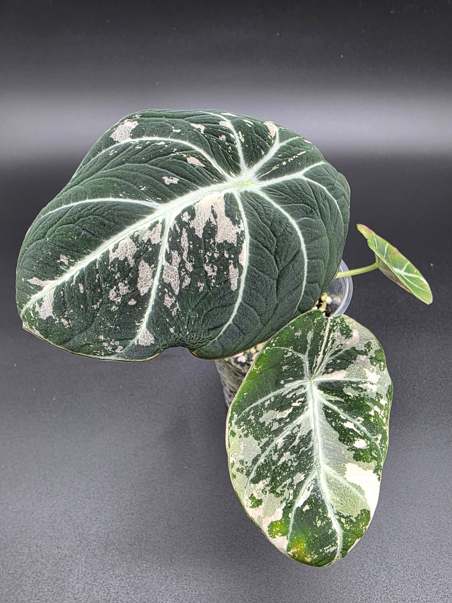 Alocasia Black Velvet Pink/Albo – Rare Variegated Jewel Alocasia