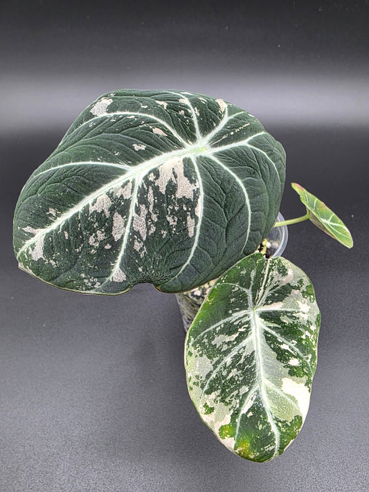 Alocasia Black Velvet Pink/Albo – Rare Variegated Jewel Alocasia