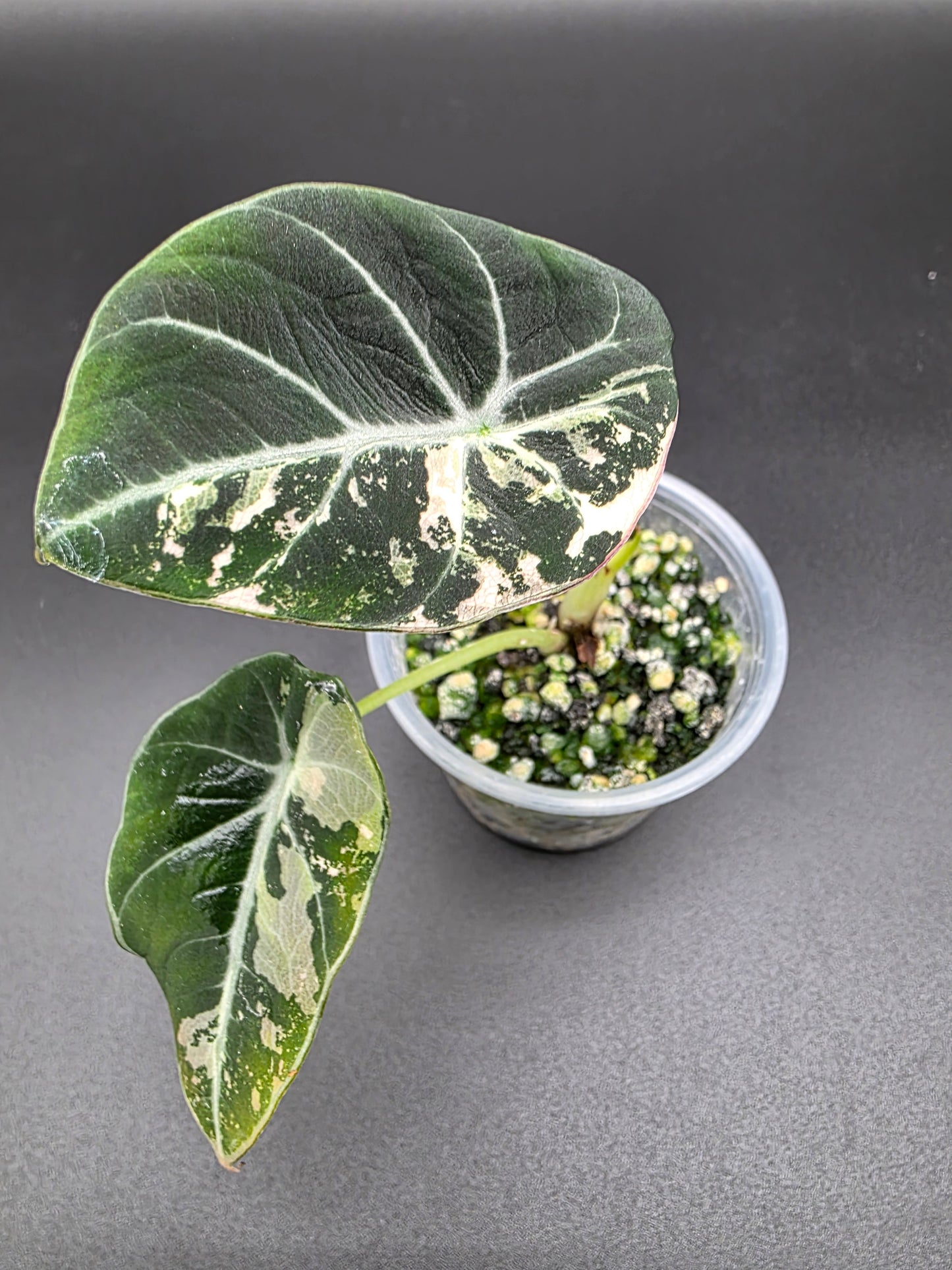 Alocasia Black Velvet Pink/Albo – Rare Variegated Jewel Alocasia