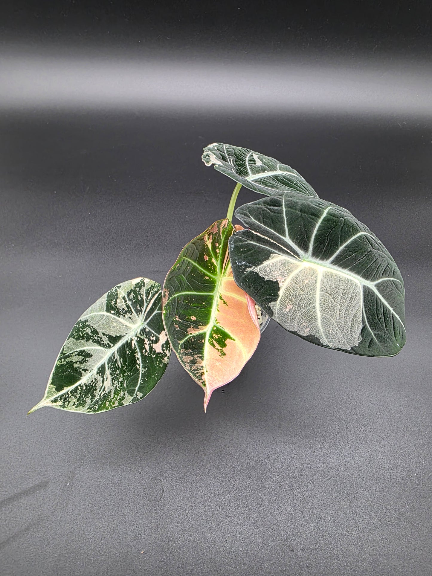 Alocasia Black Velvet Pink/Albo – Rare Variegated Jewel Alocasia (Exact Plant Listed)