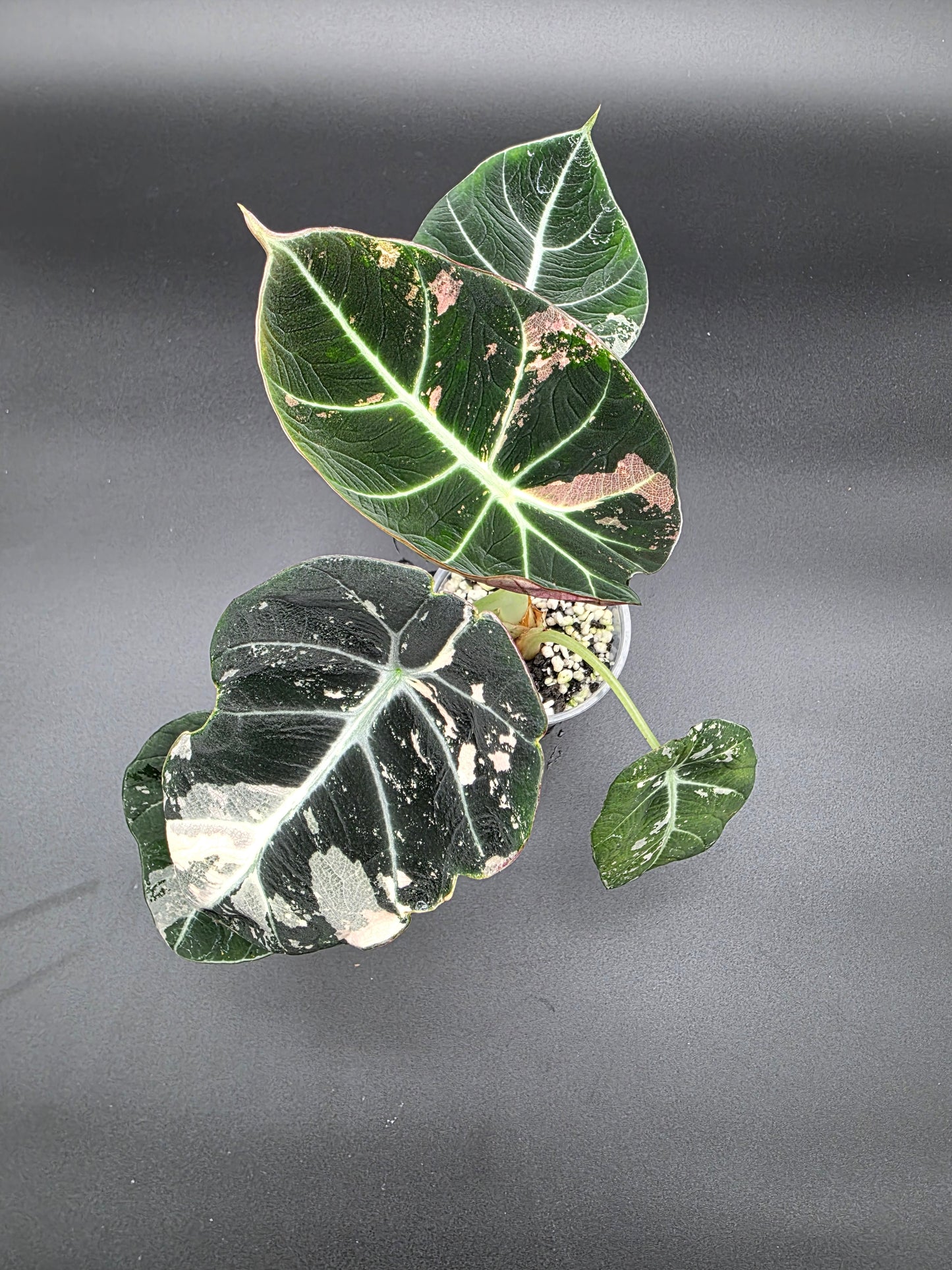 Alocasia Black Velvet Pink/Albo – Rare Variegated Jewel Alocasia (Exact Plant Listed)