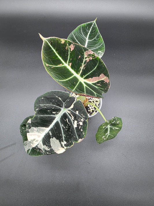 Alocasia Black Velvet Pink/Albo – Rare Variegated Jewel Alocasia (Exact Plant Listed)