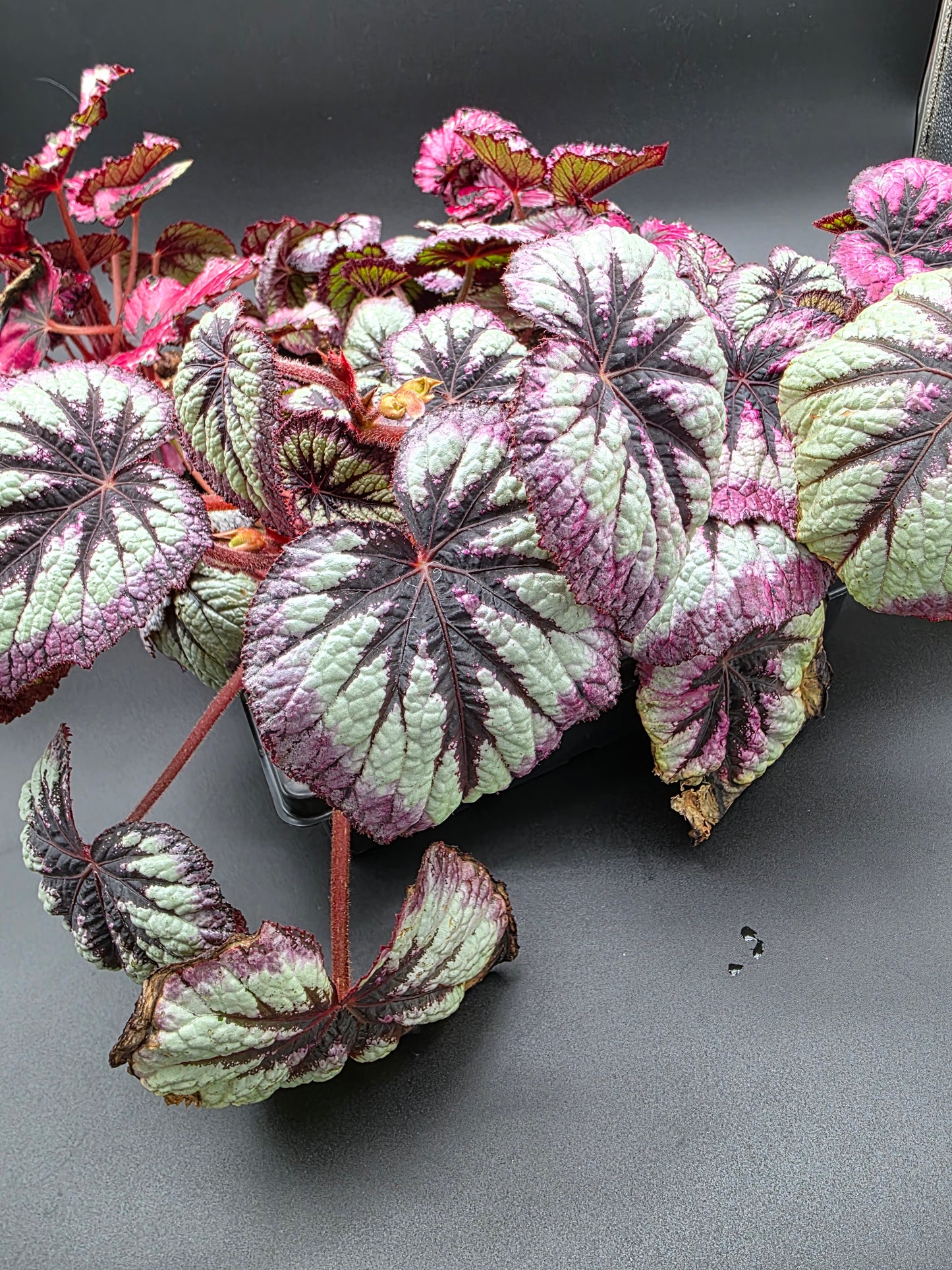 Begonia Fire Woman – Rare Red & Metallic Begonia with Intense Color