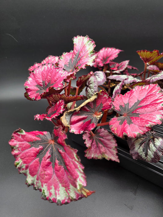 Begonia Rex Kotobuki – Rare Spiral Pattern Begonia with Silver & Pink Highlights