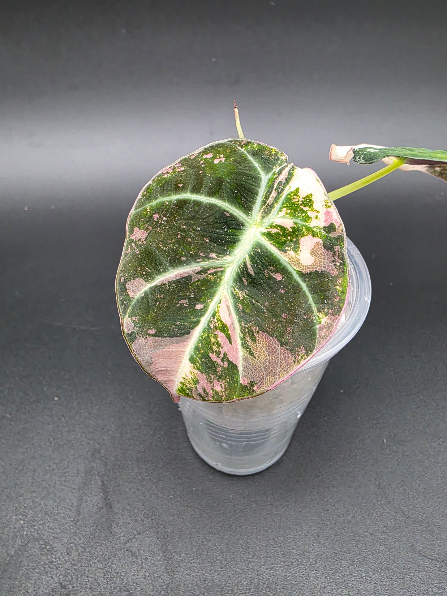Alocasia Pink Black Velvet – Rare Variegated Jewel Alocasia (Exact Pup Listed)