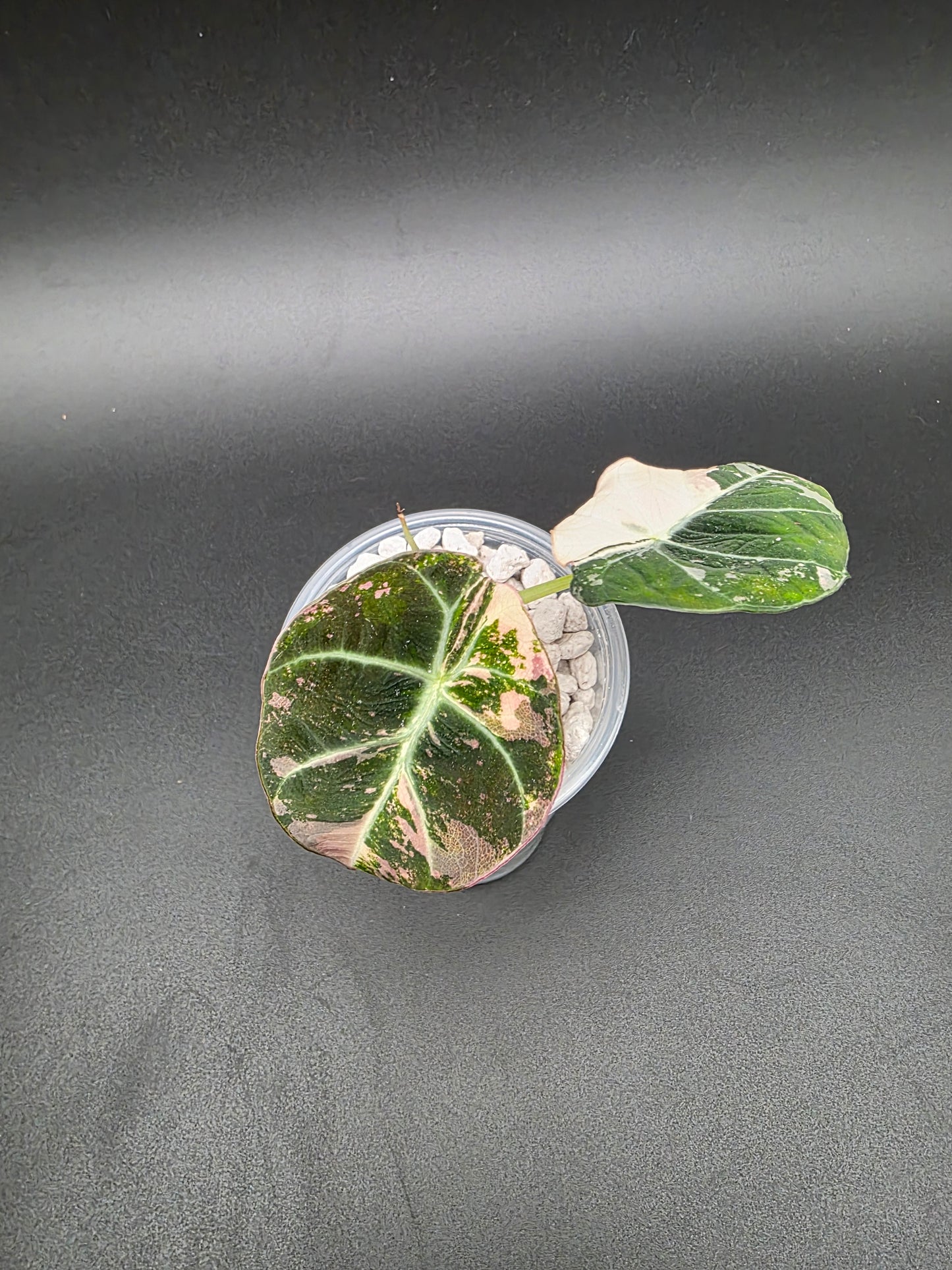 Alocasia Pink Black Velvet – Rare Variegated Jewel Alocasia (Exact Pup Listed)