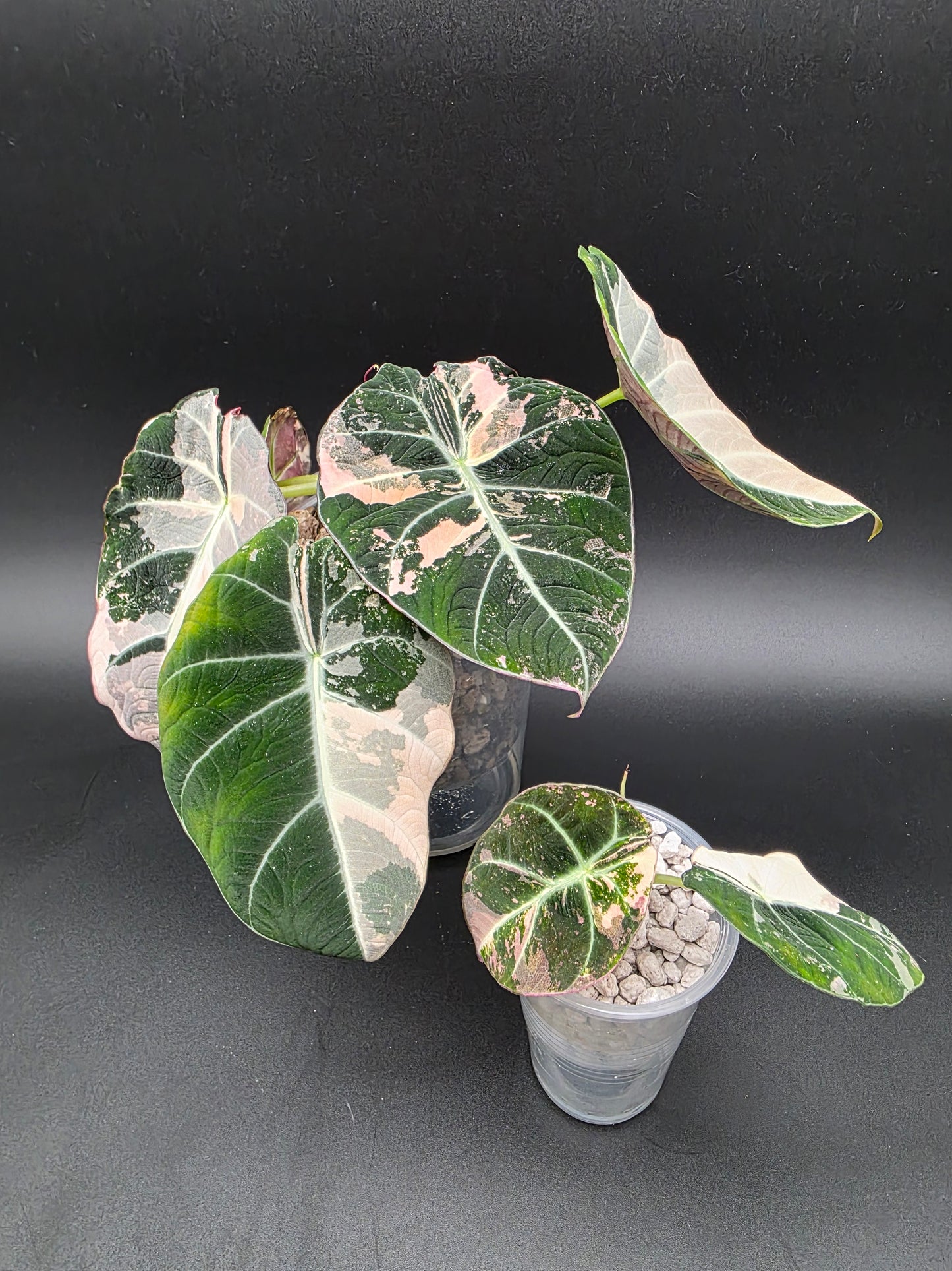 Alocasia Pink Black Velvet – Rare Variegated Jewel Alocasia (Exact Pup Listed)