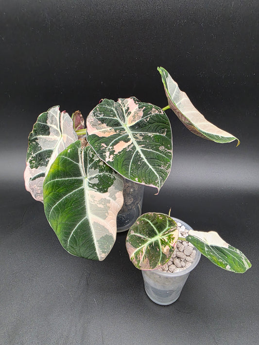 Alocasia Pink Black Velvet – Rare Variegated Jewel Alocasia (Exact Pup Listed)