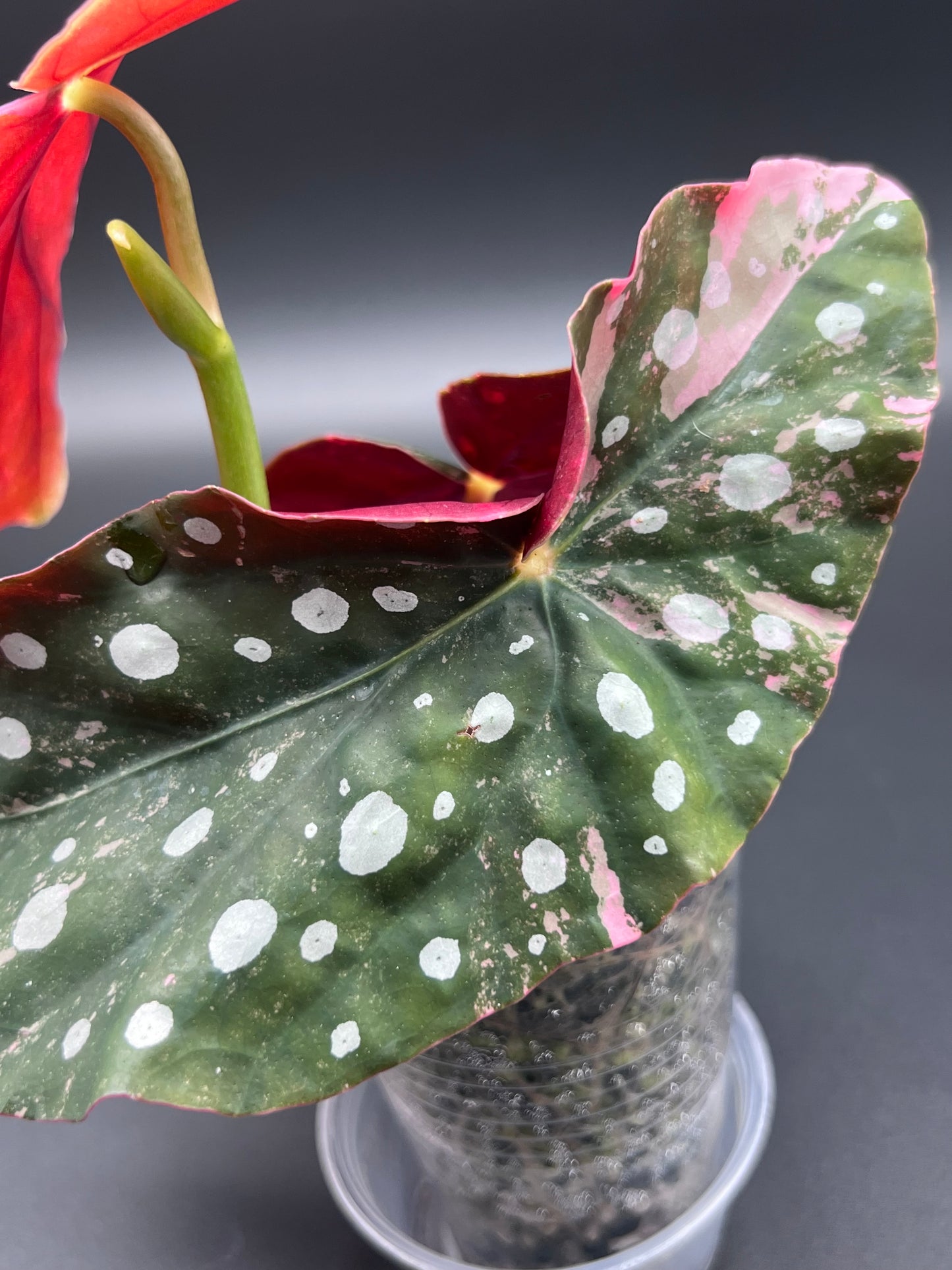 Begonia Maculata Pink Variegated