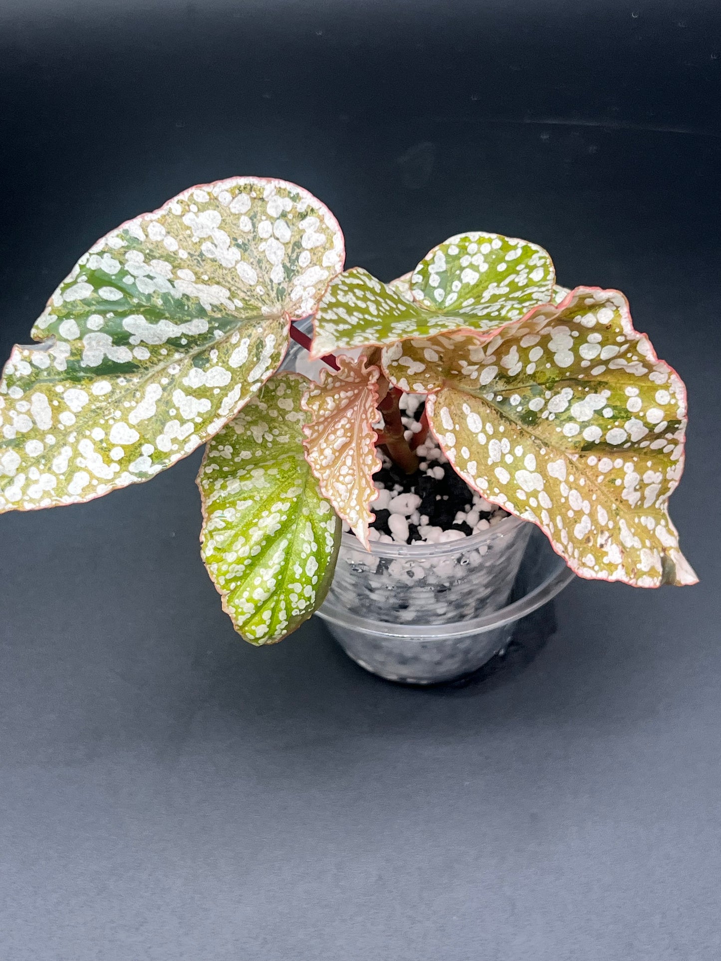 Begonia Snow Capped Pink Variegated