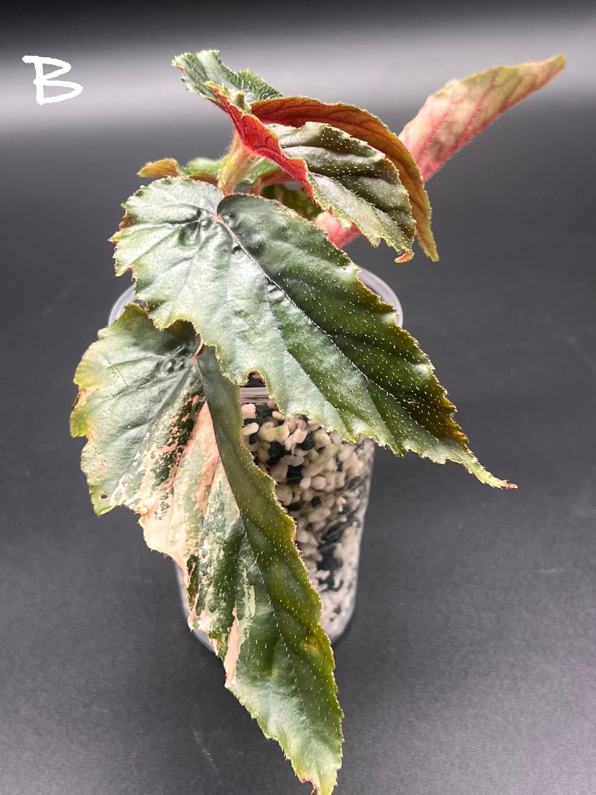 Begonia ‘Ginny Galaxy’ – Pink Variegated