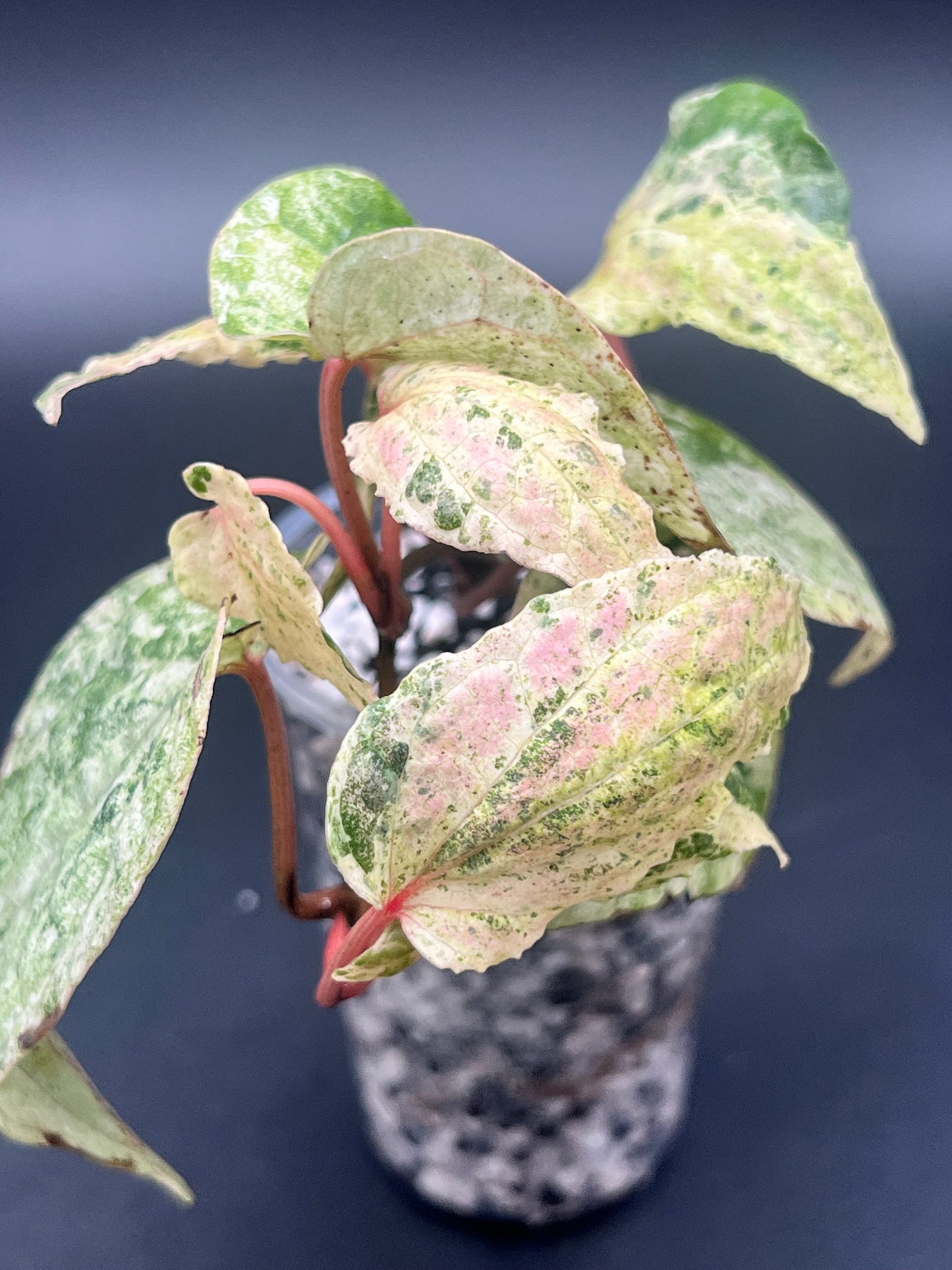 Piper Sylvaticum Variegated