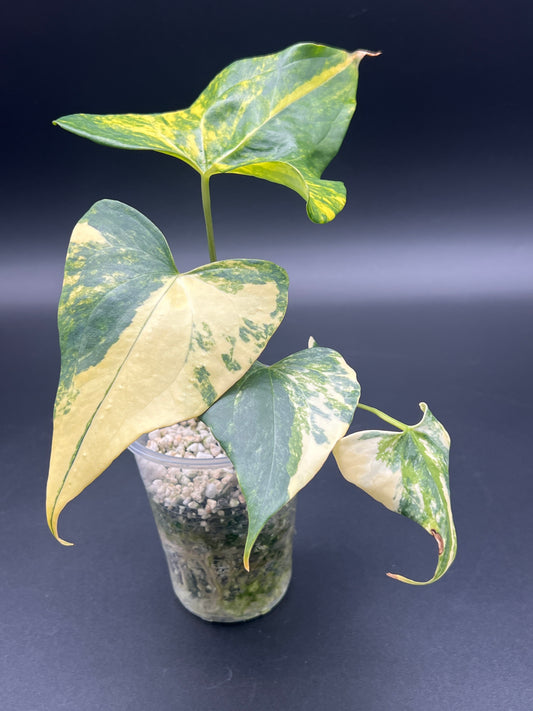 Anthurium Pterodactyl Variegated - Small/Medium