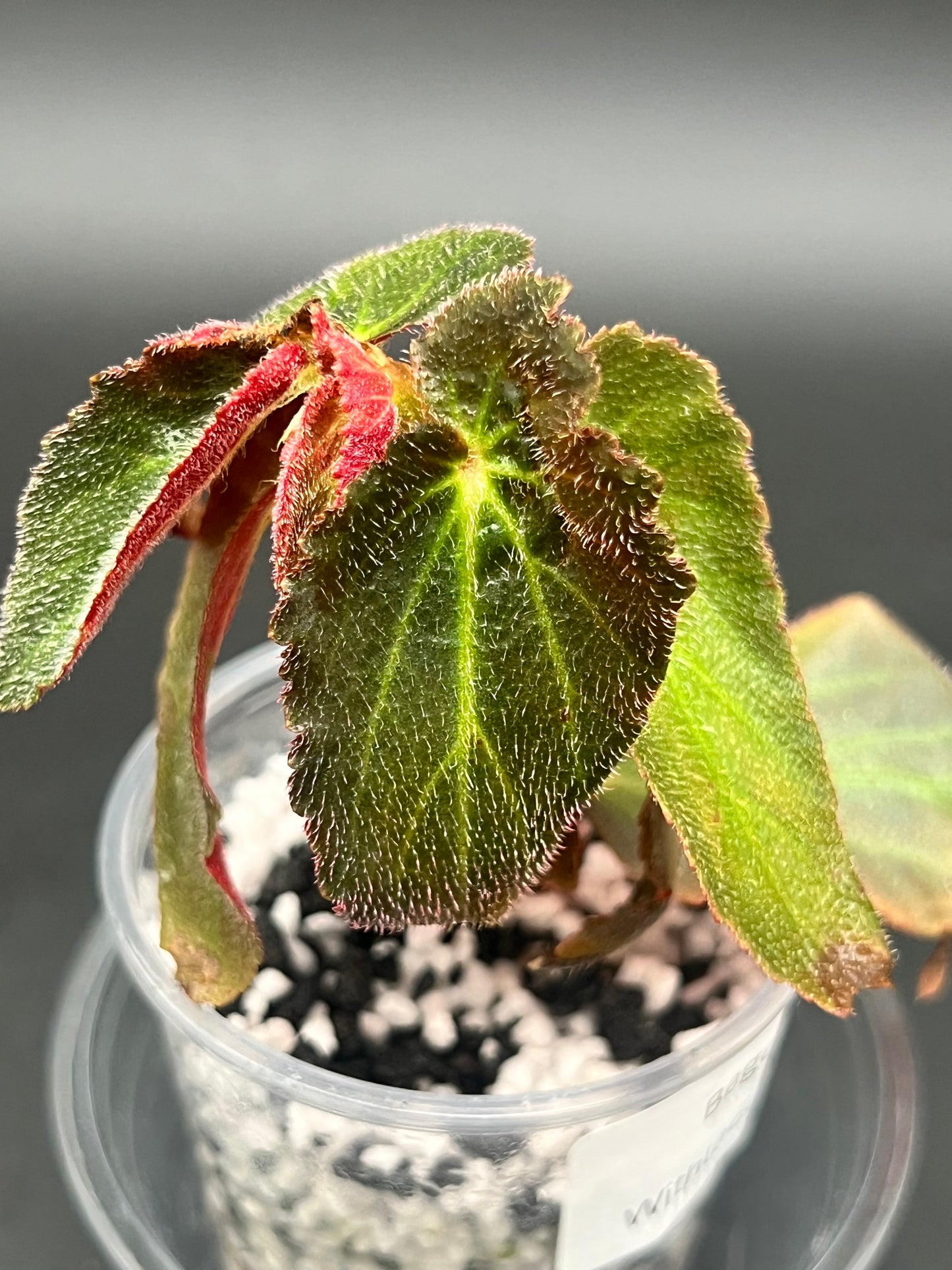 Begonia Withlacoochee