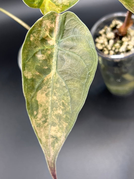 Alocasia Wentii PINK Variegated - Pups