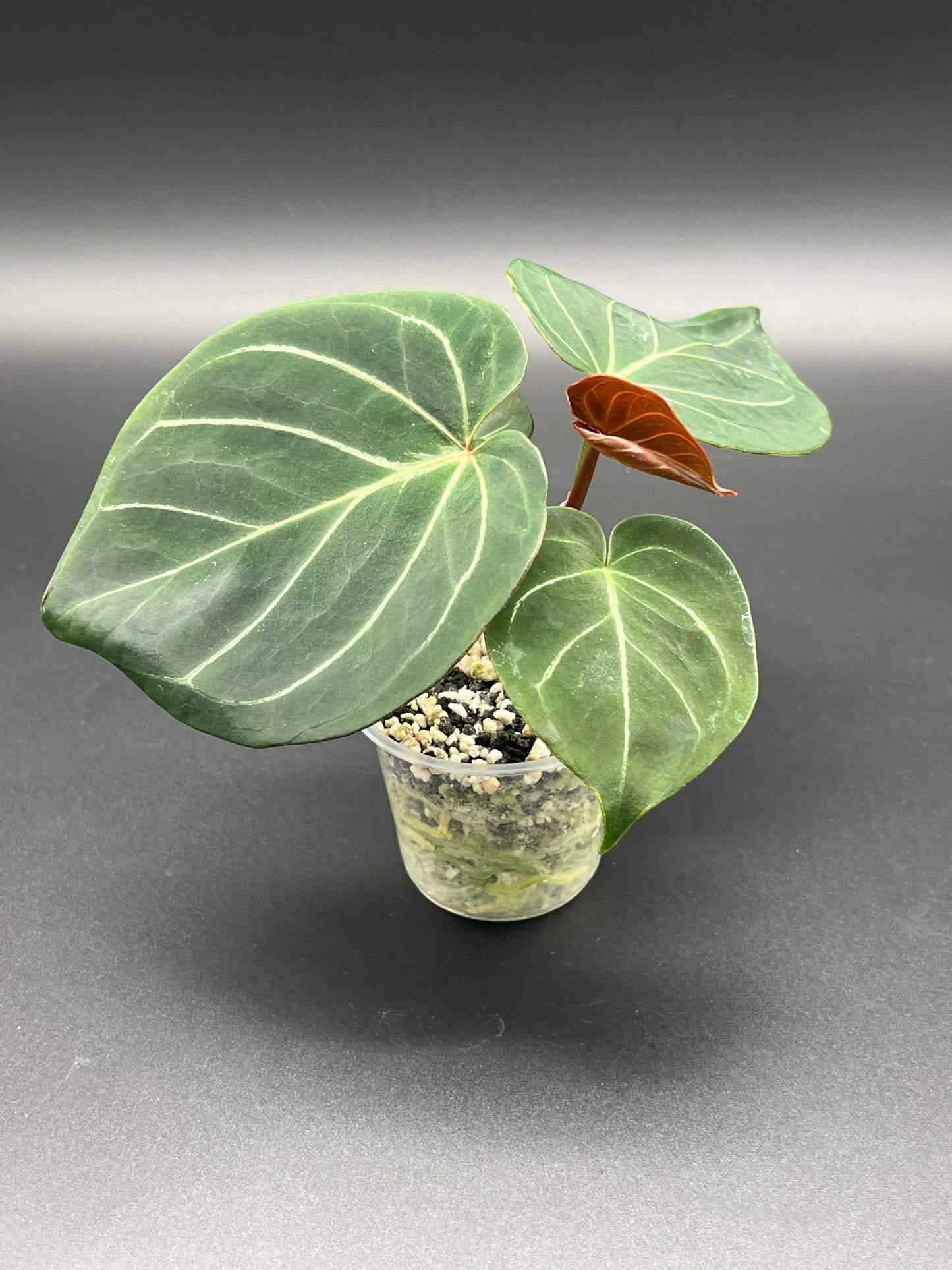 Anthurium KOS- King of Spades- Medium