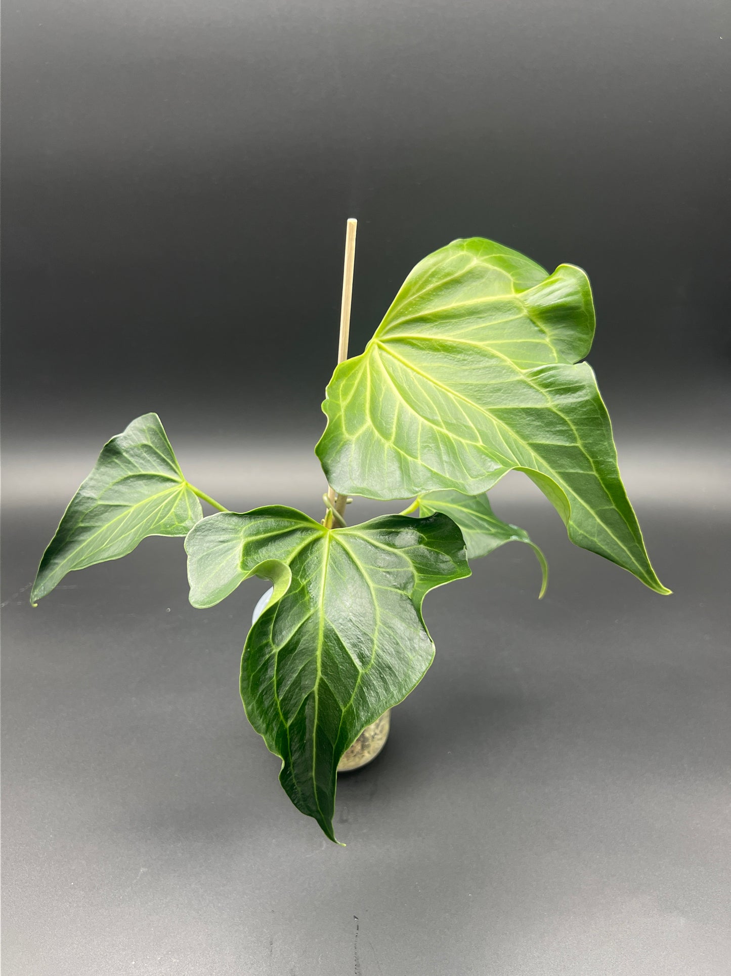Anthurium Delta Force - Med/Large