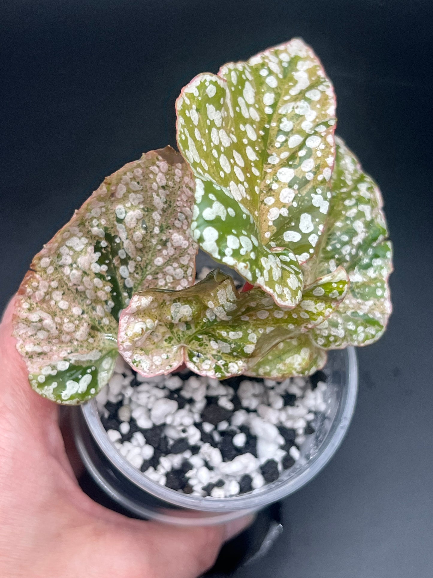 Begonia Snow Capped Pink Variegated