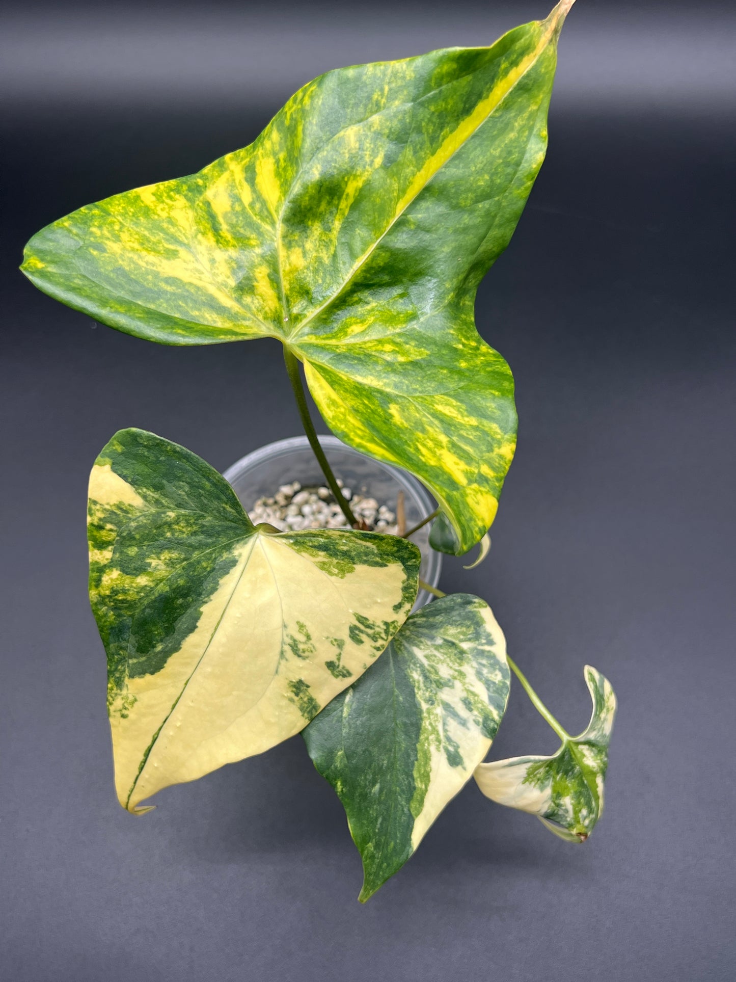 Anthurium Pterodactyl Variegated - Small/Medium