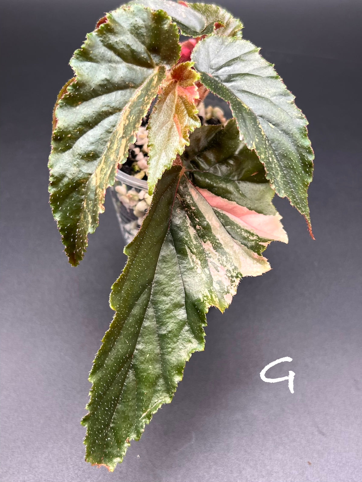 Begonia ‘Ginny Galaxy’ – Pink Variegated