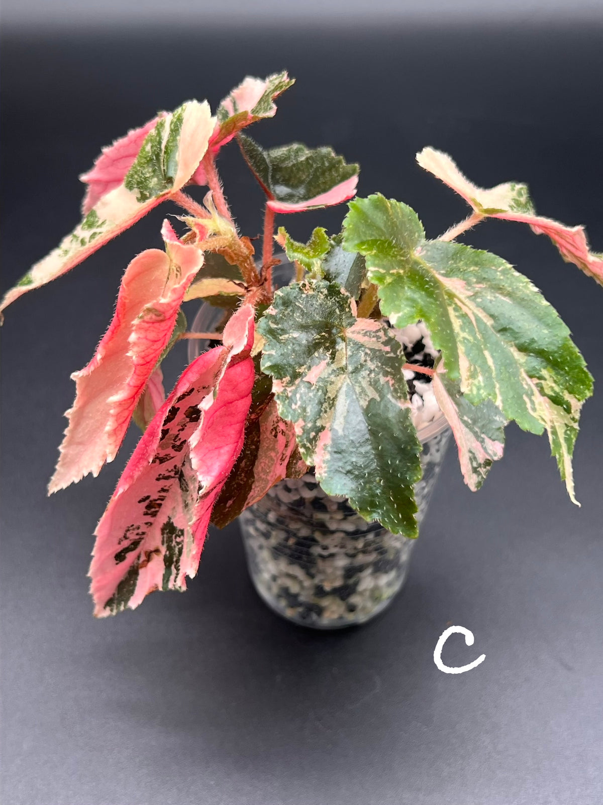 Begonia ‘Ginny Galaxy’ – Pink Variegated