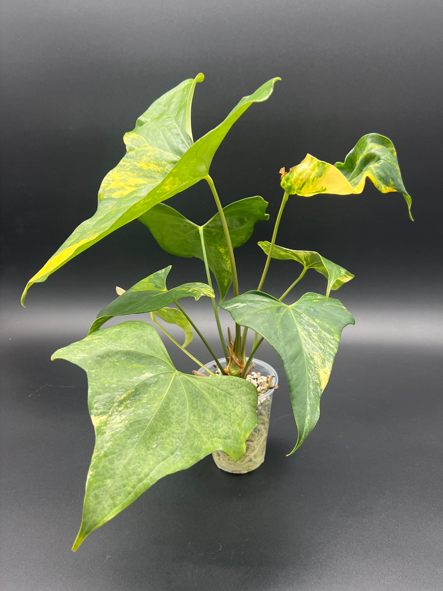 Anthurium Pterodactyl Variegated - Med/Large