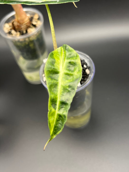 Alocasia Polly Aurea -Pup Growers Choice