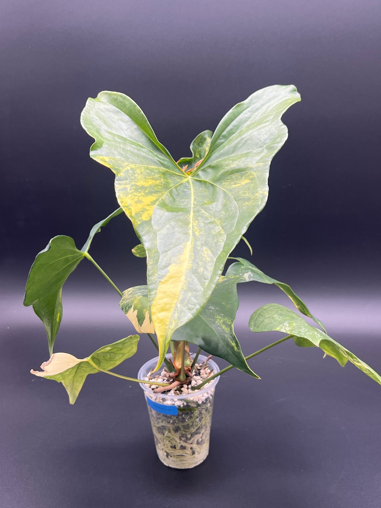 Anthurium Pterodactyl Variegated - Med/Large