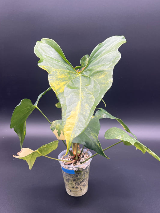 Anthurium Pterodactyl Variegated - Med/Large