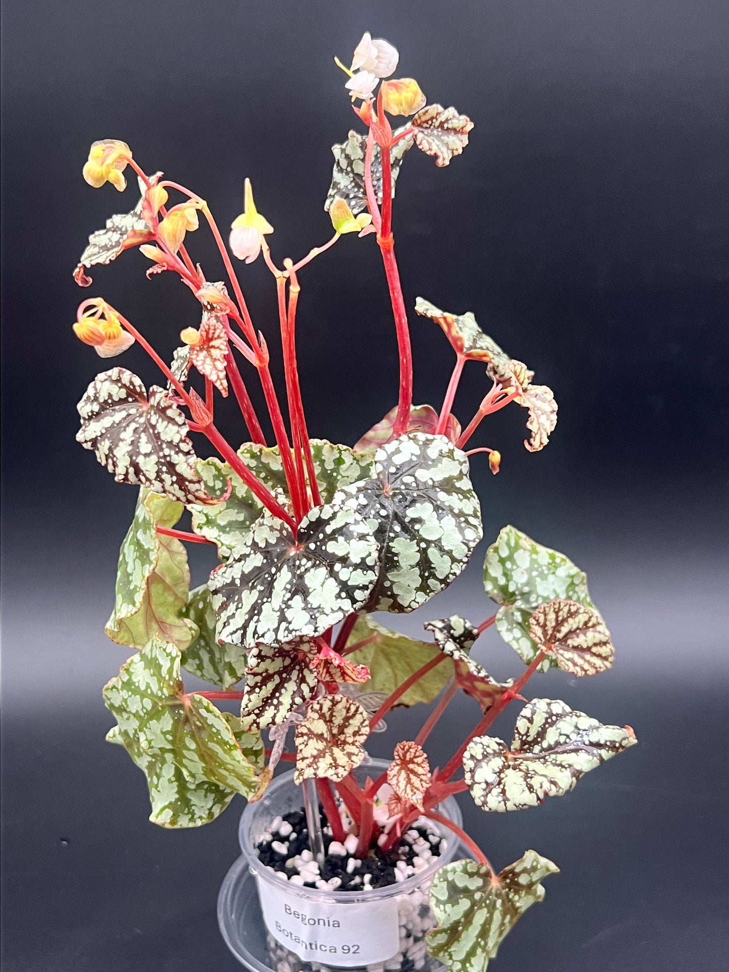 Begonia Botanicaz 92