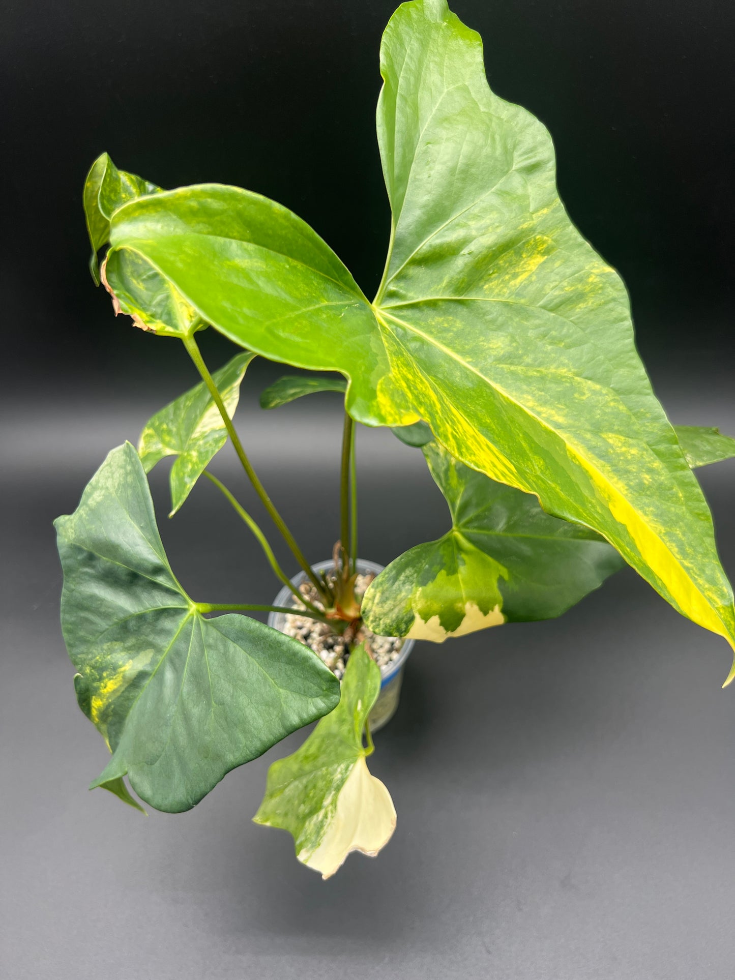 Anthurium Pterodactyl Variegated - Med/Large