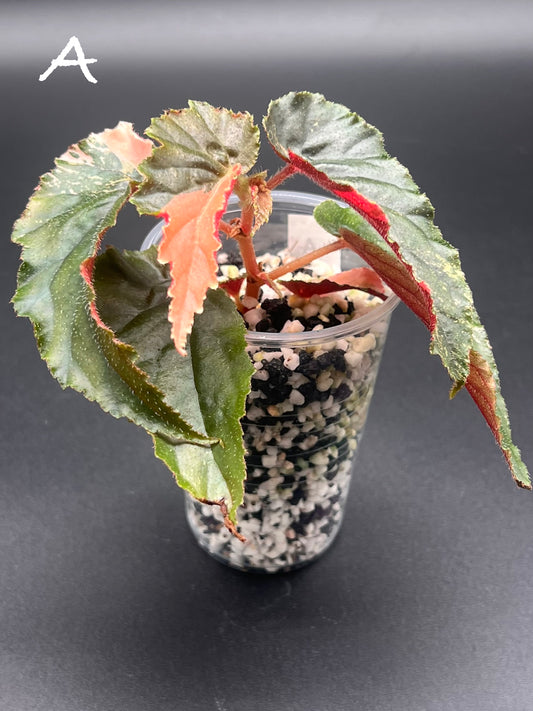 Begonia ‘Ginny Galaxy’ – Pink Variegated