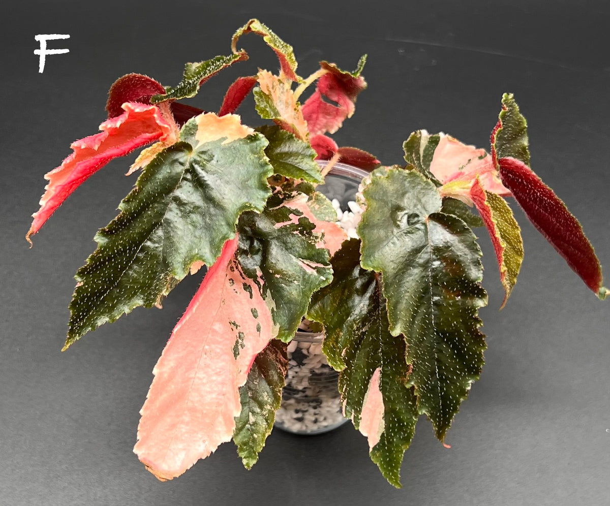 Begonia ‘Ginny Galaxy’ – Pink Variegated