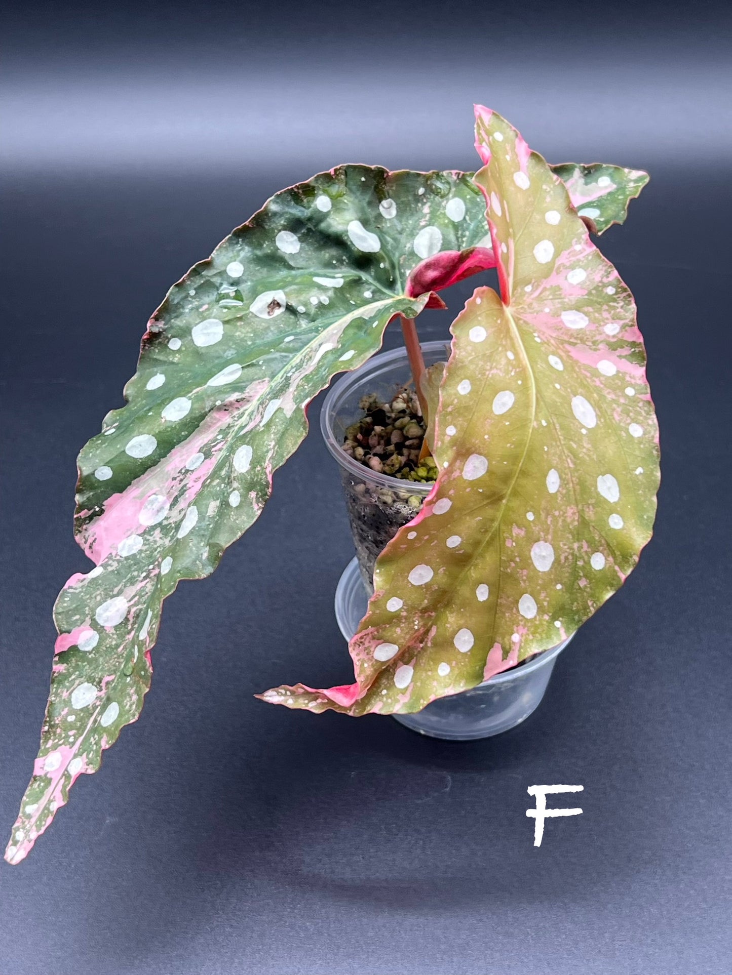 Begonia Maculata Pink Variegated
