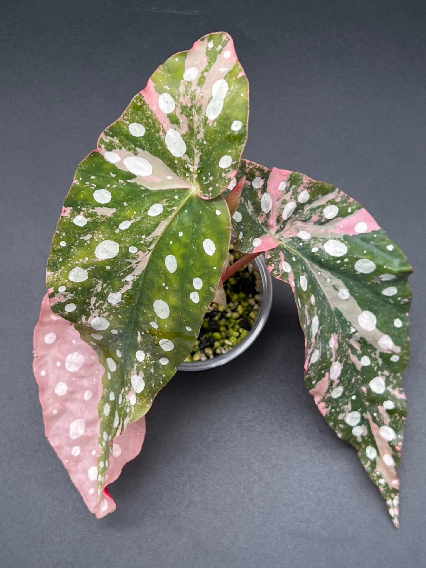 Begonia Maculata Pink Variegated